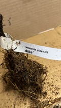 Wisteria sinensis Alba, grafted, 1 year old, rare item 12-16” tall - £30.15 GBP