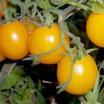 50 Gold Nugget Cherry Tomato Seeds High Germination Nongmo From US  - £6.59 GBP