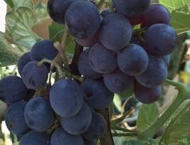 5 Pc Seeds Concord Grape Fruit, Vitis labrusca Concord seeds for Planting | RK - £15.10 GBP