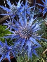 50+ Sea Holly Blue Star Seeds Eryngium Amethystinum Steel Blue Flowers - £9.38 GBP