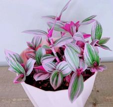 2&quot; Pot Pink Tradescantia Nanouk Live Plant (Wandering Jew) Indoor House Plant - £31.79 GBP