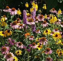 450 Midwest Wildflower Mix Flower Seeds - £14.09 GBP