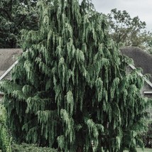 Port Orford Cedar Tree Chamaecyparis Lawsoniana Evergreen Huge Growth Valuble Ti - $8.98