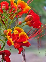 Caesalpinia pulcherrima Seeds - Dwarf Poinciana - 10 Seeds  - £5.97 GBP