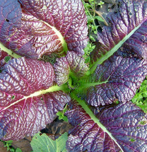 Japanese Giant Red Mustard Greens Asian Lettuce Spinach Kale Fresh Seeds USA - £12.26 GBP