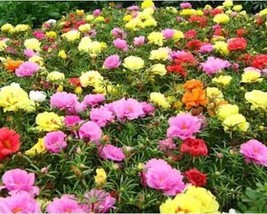 VP Moss Rose Flower Seeds / Portulaca / Double Mix Variety / 1000 Seeds / Ts - £5.70 GBP