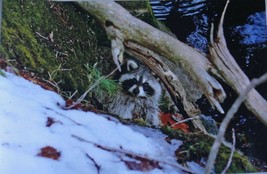 Adorable Raccoon peeking over the snow near the river 12x18 unframed photo - $32.60