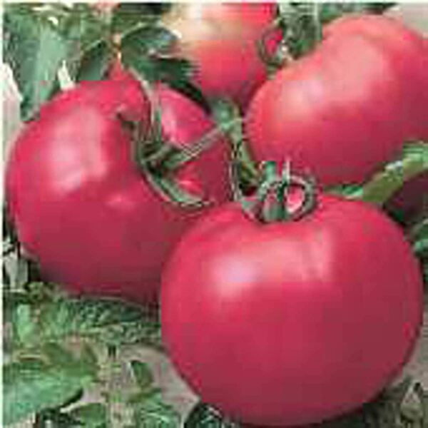 Chef'S Choice Pink Tomato Seeds 20+ Seeds Non Gmo Fruit Herb Flo Fresh