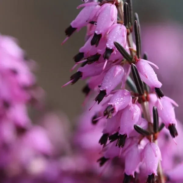 25 Purple Blac Bleeding Heart Seeds Dicentra Spectabilis Shade Flower700 Fresh - £7.84 GBP