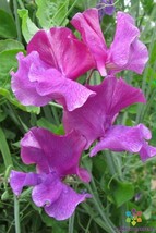 50 Ian Myers Sweet Pea Seeds Flower Fresh Seeds - $8.99