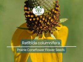 150 Seeds Prairie Coneflower (Ratibida columnifera) for Planting | Nativ... - $13.29 CAD