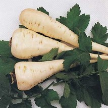 Rafhstore Parsnip Harris Early Model Seeds 200 Vegetable Nongmo Us Seeds - £6.92 GBP