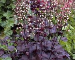 Sale 50 Seeds Palace Purple Heuchera / Coral Bells Micrantha Flower  USA - £7.91 GBP