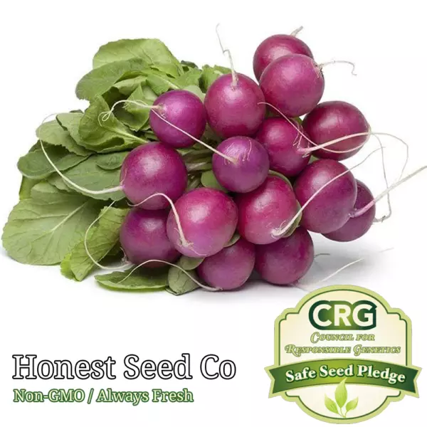 300+ Purple Plum Radish Seeds Non-Gmo Heirloom Seeds Usa Fresh - £8.57 GBP