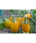 Vejce ptáka Ohniváka - landrace tomato from the Czech Republic - $110.13 MXN