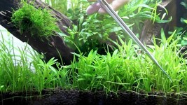 Aquarium Plants Micro Sword Bare Root Lilaeopsis Novaezelandiae - £14.93 GBP