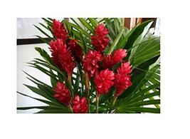 Hawaiian Red Ginger Plant Root ~ Grow Hawaii - £19.04 GBP