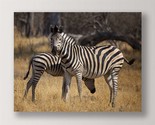 Zebra Photo Print Framed Color Close Up 35&quot; Long Stretched Canvas Africa - $79.19