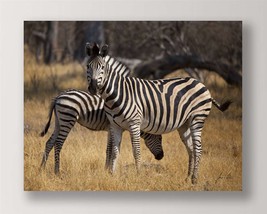 Zebra Photo Print Framed Color Close Up 35" Long Stretched Canvas Africa