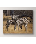 Zebra Photo Print Framed Color Close Up 35&quot; Long Stretched Canvas Africa - £62.57 GBP