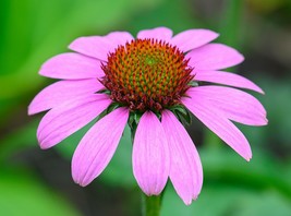 20 Seeds Purple Coneflower Echinacea Purpurea - £15.73 GBP