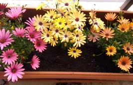 Dimorphotheca flower seeds , gardning , greek flowers, flower mix seeds,... - £3.95 GBP