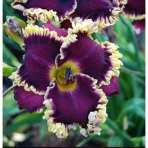 Daylily Hybrid Flowers Non GMO 50 seeds - £6.38 GBP
