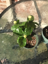 Starter Grand duke jasmine / Tiger Jasmine in 4 inch pot - $21.77
