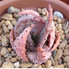 5 Seeds ALOE aculeata v crousiana Succulent Plant Garden Plants Item image 2