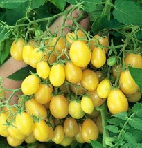 Ildi Tomato 5 seeds (P 137) - £1.60 GBP