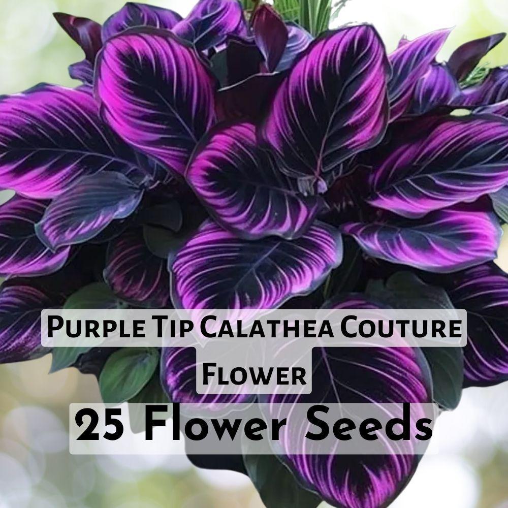 Purple Tip Calathea Couture 25 Flower Seeds - $11.90