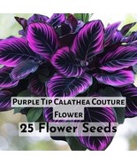 Purple Tip Calathea Couture 25 Flower Seeds - $16.27 CAD