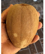 SAPODILLA Butterscotch Grafted tree: Thai Favorite Fruit - $3,655.66 MXN
