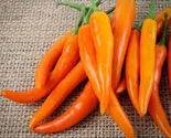 25 Seeds Bulgarian Carrot Pepper Vegetables Garden - $9.72