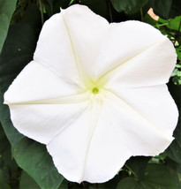 Moonflower Giant Tropical White Morning Glory Vine Moon Flower Garden Usa Shippi - £7.72 GBP