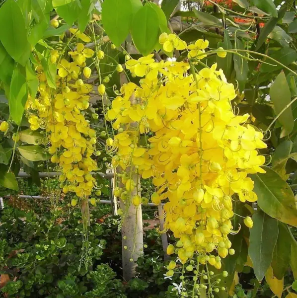 Golden Shower Tree Gold Rush Yellow Cassia Fistula Flower Jocad (15 Seeds) Usa S - £14.73 GBP