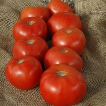 25 Tomato Seeds Mountain Spring Beefsteak Tomato Vegetable Gardening USA SHIPPIN - $14.09