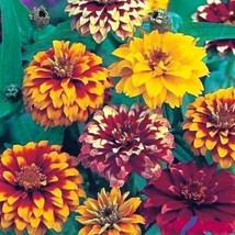 50 Persian Carpet Mix Zinnia Seeds Flower Long Lasting Annual - £14.13 GBP