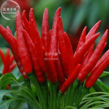 Organic Hot Chili Red Pod Pepper Organic Vegetable Seeds 30 Seeds Tabasco Pepper - £7.82 GBP