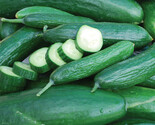 LWK Muncher Cucumber Seeds 50 Vegetable Heirloom Non Gmo Easy Grow - $13.32