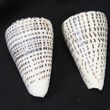 Conus Litteratus Lettered cone 86mm and 89mm Shell Linnaeus - £22.95 GBP