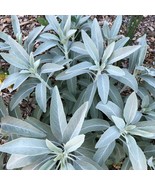 Salvia Apiana White Sage Seeds Fresh Seeds - $15.98