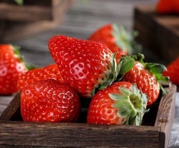 Fresh Garden 100 Red Strawberry Seeds Big Flesh Fruit Perennial Container  - £7.60 GBP