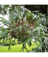 Staghorn Fern Netherlands Elkhorn Playtcerium Bifurcatum Rooted Starter Plant Fr - $57.98