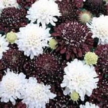 USA Seller 25 Scabiosa Pincushion Night And Day Black White Mix Perennial Flower - £16.07 GBP