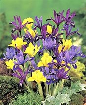 Iris Reticulata Mix Bulbs - Pack of 5 Bulbs - A Small, Extremely Early Flowering - £12.01 GBP