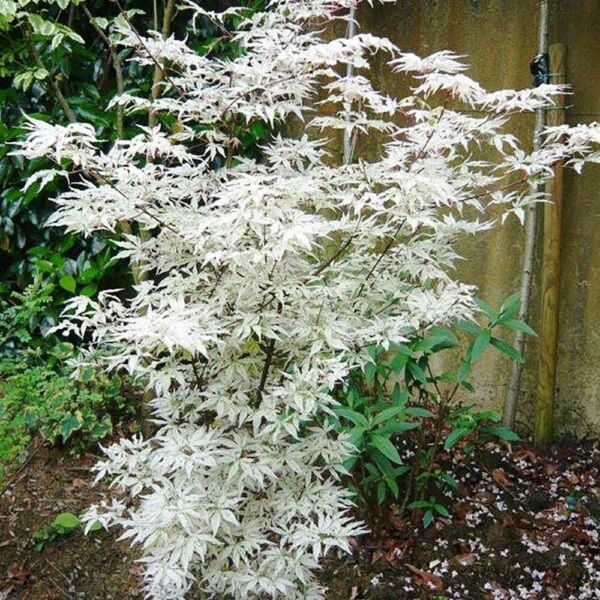 Best 10 Seeds White Japanese Maple Tree SEEDS ARE HULLED FOR FASTER GROWTH