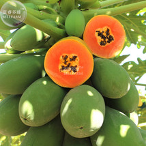 USA SELLER Hainan Red Papaya Green Skin Fruit Seeds 6 Seeds Pack Tasty Big Organ - $9.44