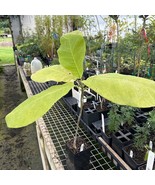 Magnolia Macrophylla Bigleaf Magnolia 10 Inch Tall Ships Bare Root Beautiful Gar - $93.99