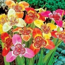 6 Tigridia Pavonia &quot;Lilacea&quot; Bulbs Mix Color - Top Size 7/9 cm - £36.76 GBP